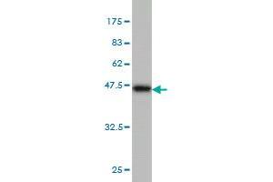 Western Blotting (WB) image for anti-Translocase of Outer Mitochondrial Membrane 22 Homolog (TOMM22) (AA 1-142) antibody (ABIN566068)
