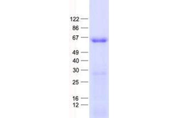 ZNF597 Protein (His tag)