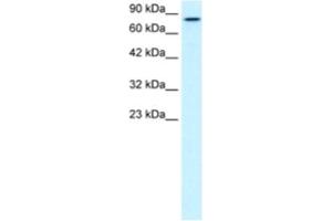 Western Blotting (WB) image for anti-Kinesin Family Member 3B (KIF3B) antibody (ABIN2460838) (KIF3B antibody)