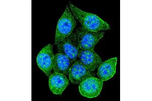 Confocal immunofluorescent analysis of Rad9 Antibody  (ABIN655465 and ABIN2844992) with 293 cell followed by Alexa Fluor 488-conjugated goat anti-rabbit lgG (green). (RAD9A antibody  (AA 365-391))