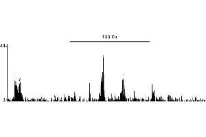 ChIP DNA-Sequencing (ChIP-seq) image for anti-Bromodomain Containing 4 (BRD4) (AA 1312-1362) antibody (ABIN7454019)