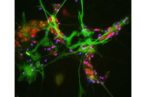 View of mixed neuron/glial cultures stained with ABIN1842244 (green) and our rabbit antibody to NeuN/FOX3 antibody (RPCA-FOX3, red). (ALDOC antibody  (N-Term))