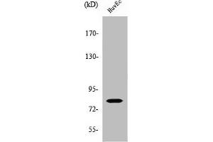 Western Blot analysis of HuvEc cells using SMIT Polyclonal Antibody (SLC5A3 antibody  (Internal Region))