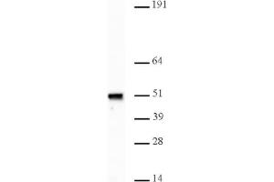 Nap1 pAb tested by Western blot. (NAPSA antibody)