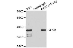 Immunoprecipitation analysis of 150ug extracts of HeLa cells using 3ug GPS2 antibody. (GPS2 antibody)