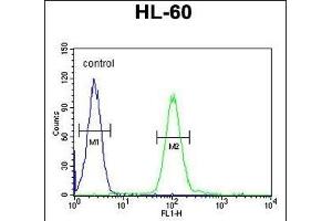 COQ7 Antibody (C-term) (ABIN652061 and ABIN2840529) flow cytometric analysis of HL-60 cells (right histogram) compared to a negative control cell (left histogram).