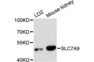 Western blot analysis of extracts of various cell lines, using SLC7A9 antibody. (SLC7A9 antibody)