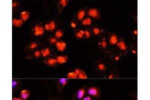 Immunofluorescence analysis of HeLa cells using HOXB9 Polyclonal Antibody at dilution of 1:100 (40x lens). (HOXB9 antibody)