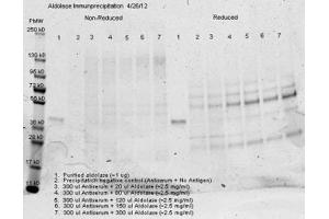 Immunoprecipitation of rabbit anti Aldolase antiserum – Immunoprecipitation performed with 300 ul of antiserum and an equal volume of varied amounts of purified aldolase diluted from a stock solution of ~2. (ALDOA antibody)