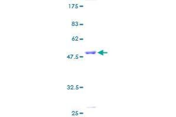 CBX5 Protein (AA 1-191) (GST tag)