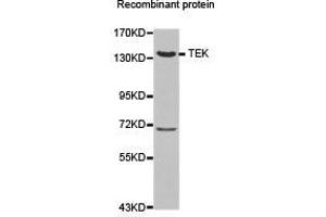 Western Blotting (WB) image for anti-TEK Tyrosine Kinase, Endothelial (TEK) antibody (ABIN1875053)