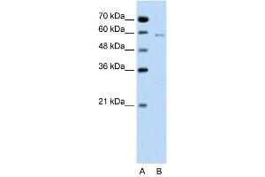 WB Suggested Anti-CDC23  Antibody Titration: 0. (CDC23 antibody  (C-Term))