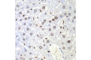 Immunohistochemistry of paraffin-embedded mouse liver using UHRF2 antibody at dilution of 1:200 (400x lens). (UHRF2 antibody)