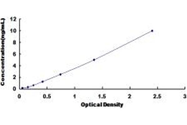 BLK ELISA Kit