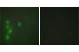 Immunofluorescence (IF) image for anti-Zinc Finger Protein 174 (ZNF174) (AA 201-250) antibody (ABIN2889615) (ZNF174 antibody  (AA 201-250))