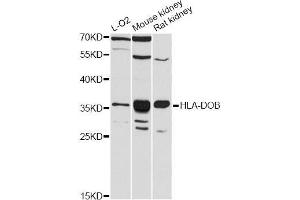 Western blot analysis of extracts of various cell lines, using HLA-DOB antibody (ABIN5997900) at 1:3000 dilution. (HLA-DOB antibody)