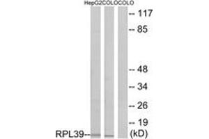 Western blot analysis of extracts from COLO/HepG2 cells, using RPL39 Antibody. (RPL39 antibody  (AA 1-50))