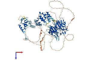 Kelch-Like 29 (KLHL29) (AA 1-875) protein (His tag)