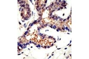 Image no. 1 for anti-Ubiquilin 3 (UBQLN3) (N-Term) antibody (ABIN357613) (Ubiquilin 3 antibody  (N-Term))