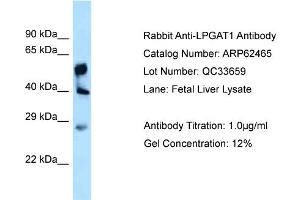 Western Blotting (WB) image for anti-Lysophosphatidylglycerol Acyltransferase 1 (LPGAT1) (C-Term) antibody (ABIN2789153) (LPGAT1 antibody  (C-Term))