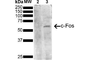 Western Blot analysis of Human Serum starved HeLa cells treated with PMA showing detection of 41 kDa c-fos protein using Mouse Anti-c-fos Monoclonal Antibody, Clone 3G11 (ABIN5650643). (c-FOS antibody  (AA 280-380) (HRP))