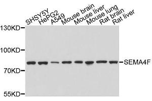 Western blot analysis of extracts of various cell lines, using SEMA4F antibody. (SEMA4F antibody  (AA 280-420))