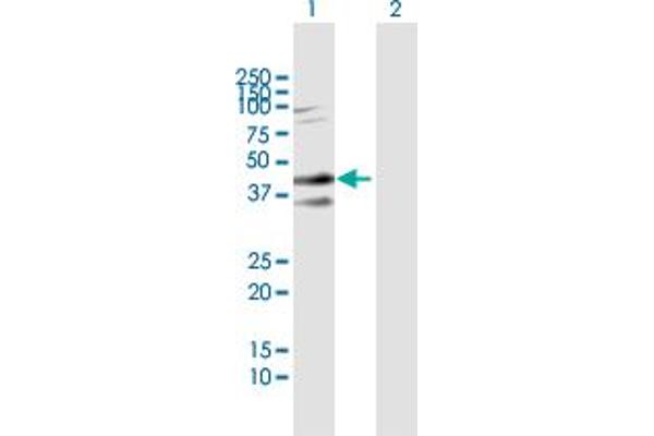 Syndecan 2 antibody  (AA 19-201)
