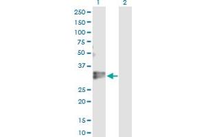 Western Blot analysis of KLF16 expression in transfected 293T cell line by KLF16 MaxPab polyclonal antibody. (KLF16 antibody  (AA 1-252))