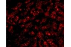 Immunofluorescence (IF) image for anti-Apolipoprotein A-I (APOA1) (N-Term) antibody (ABIN1031235) (APOA1 antibody  (N-Term))