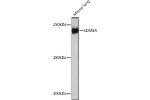Western blot analysis of extracts of Mouse lung, using KDM5A Rabbit mAb (ABIN7268330) at 1:1000 dilution. (KDM5A antibody)