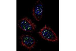 Immunofluorescence (IF) image for anti-Pinin, Desmosome Associated Protein (PNN) antibody (ABIN2996252)