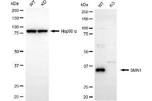 Western blotting analysis using SMN1 antibody (ABIN7800471). (Recombinant SMN1 antibody)