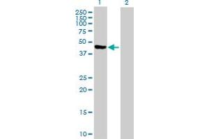 Western Blot analysis of PA2G4 expression in transfected 293T cell line by PA2G4 MaxPab polyclonal antibody. (PA2G4 antibody  (AA 1-394))