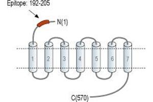 Frizzled Family Receptor 2 (FZD2) peptide