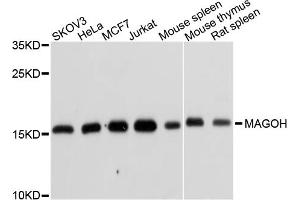 Western blot analysis of extracts of various cell lines, using MAGOH antibody (ABIN1877064) at 1:1000 dilution. (MAGOH antibody)