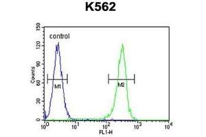WRN Antibody (Center T802) flow cytometric analysis of K562 cells (right histogram) compared to a negative control cell (left histogram).