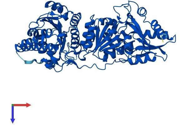 TKT Protein (AA 1-623) (His tag)