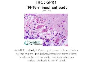 Image no. 1 for anti-G Protein-Coupled Receptor 1 (GPR1) (Extracellular Domain), (N-Term) antibody (ABIN1734890) (G Protein-Coupled Receptor 1 antibody  (Extracellular Domain, N-Term))