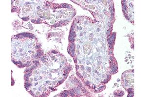 Anti-TRPC4 antibody IHC of human placenta. (TRPC4 antibody  (C-Term))