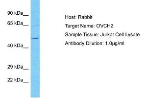 Host: Rabbit Target Name: OVCH2 Sample Type: Jurkat Whole Cell lysates Antibody Dilution: 1.