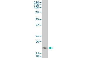 NDUFB7 antibody  (AA 38-137)