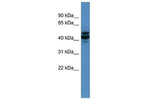 Antxr2 antibody used at 0. (ANTXR2 antibody  (N-Term))