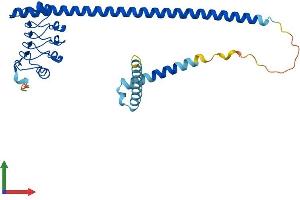 AlphaFold protein structure predicition of Human Recombinant LRRC59 Protein, UniprotID Q96AG4 (LRRC59 Protein (AA 1-307) (His tag))