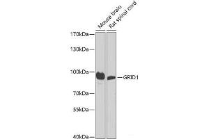 Western blot analysis of extracts of various cell lines using GRID1 Polyclonal Antibody at dilution of 1:1000.