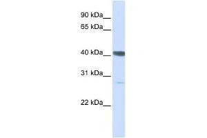 DNAJB11 antibody used at 1 ug/ml to detect target protein. (DNAJB11 antibody)