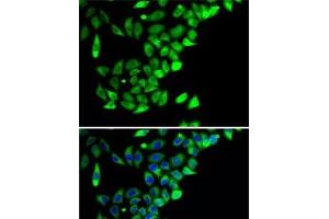 Immunofluorescence analysis of A-549 cells using PTGES2 Polyclonal Antibody (PTGES2 antibody)