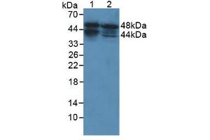 Figure . (ACPP antibody  (AA 217-386))