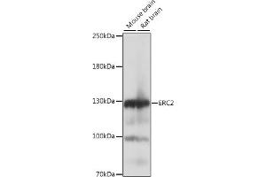 Western blot analysis of extracts of various cell lines, using ERC2 antibody (ABIN7266918) at 1:1000 dilution. (ERC2 antibody  (AA 770-850))