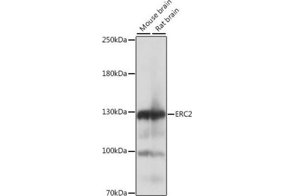 ERC2 Antikörper  (AA 770-850)