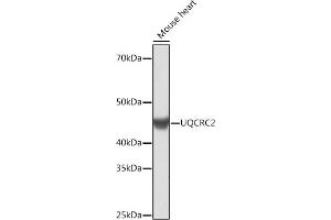 Western blot analysis of extracts of Mouse heart, using UQCRC2 Rabbit mAb (ABIN1679334, ABIN3018863, ABIN3018864 and ABIN7101676) at 1:1000 dilution. (UQCRC2 antibody)